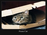 Pizza Cat