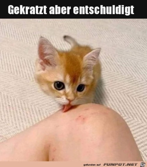 Sorry.jpg auf www.funpot.net