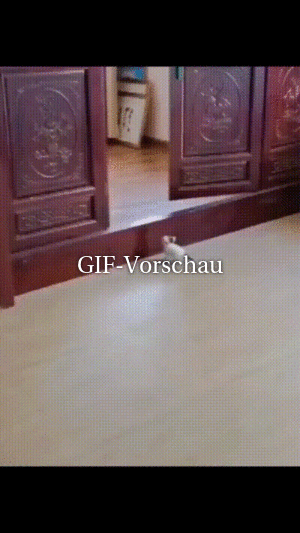 Niedliche Kätzchen