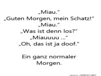 Ein ganz normaler Morgen mit der Katze