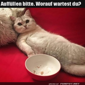 fun-Bild: Katzensnack-Pause: Sch&uuml;ssel leer, Laune voll!