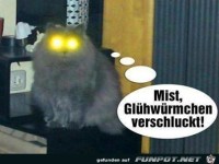 Mist Gl�hw�rmchen verschluckt