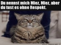 Katze ist entr�stet