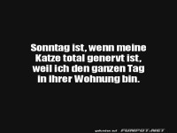Sonntag und genervte Katze