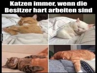 Schlafende Katzen whrend harter Arbeit