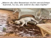 Detektivhund in Tatort-Schlafmodus