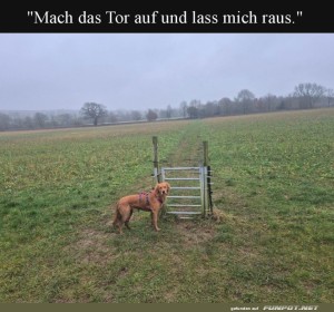 fun-Bild: Der entschlossene Vierbeiner vor dem Mini-Tor