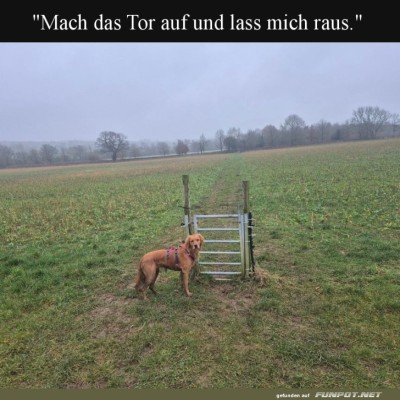 Der-entschlossene-Vierbeiner-vor-dem-Mini-Tor.jpg von Roger05