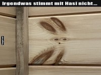 Hasensichtung im Holzuniversum