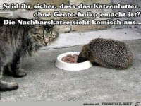 Komische Katze