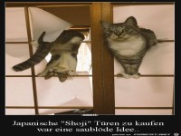 Tueren zu kaufen