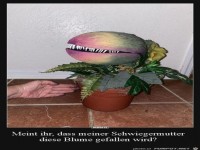 Meint ihr,das meiner Schwiegermutter die Blume gefallen wird