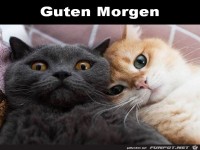 Guten Morgen