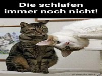 Die schlafen noch nicht