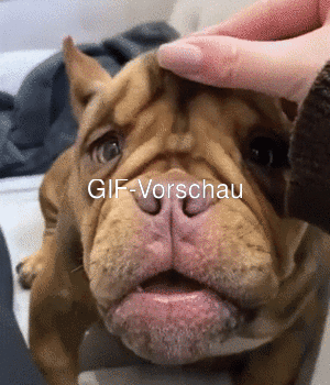 Grimmiger Hund