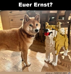 Hund-wundert-sich.jpg auf www.funpot.net