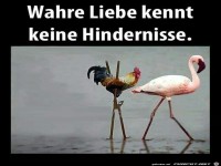 Wahre Liebe kennt keine Hindernisse.