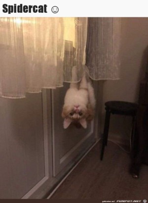 Spidercat.jpg auf www.funpot.net