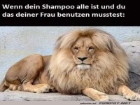 Lustiger L�we mit voller M�hne