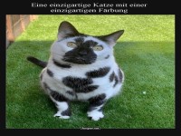 Einzigartige Katze mit besonderem Muster