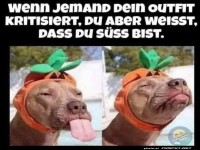 Lustiger Hund in Verkleidung