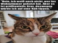 Der unschuldige Blick der Katze