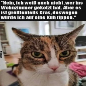 fun-Bild: Der unschuldige Blick der Katze