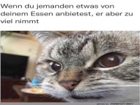 Katze im Futter-Schock!