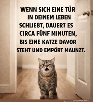Katze-als-T�r-Drama-Queen.jpg auf www.funpot.net