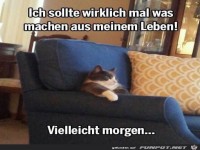 Katze im Sessel