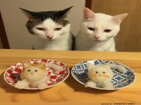 Die Katzen sind nicht begeistert