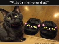 Katze verwirrt von Pantoffeln