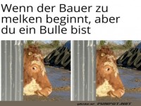 Melkalarm: Bulles �berraschung