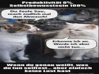 Katzen: Meister der Prokrastination
