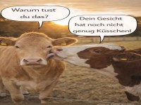 K�he auf Kuschelkurs: Schleck-Attacke!