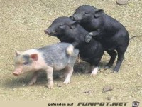 tiere42