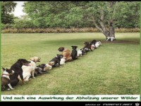 Auswirkung der Abholzung unserer W�lder