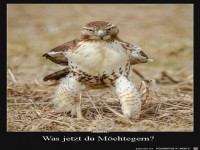 Was jetzt du M�chtegern ?