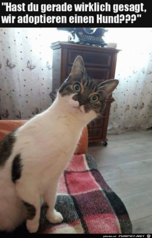 Katze-ist-fassungslos.jpg auf www.funpot.net