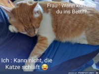 Die Katze schl�ft