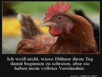 H�hner haben mein Verst�ndnis