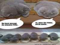 Katzen und M�use: Ein Missverst�ndnis