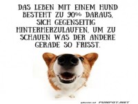 Leben mit Hund: Ein t�gliches Abenteuer