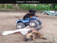 Niedlicher Welpe auf Spielzeugauto