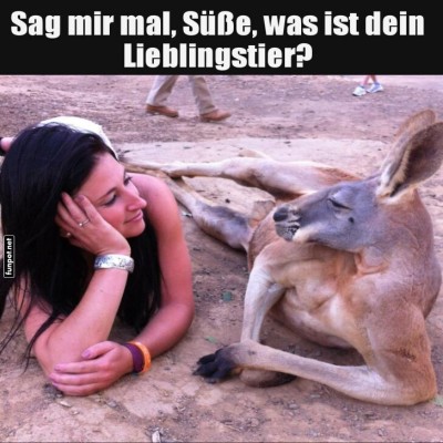 K&auml;nguru-Klatsch:-Wer-ist-hier-das-Lieblingstier?.jpg von Valentina
