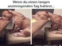 Hund ist m�de