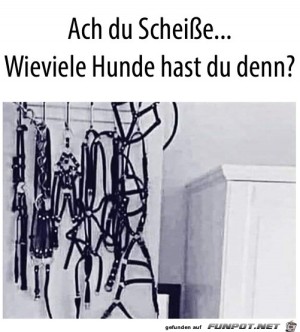 Ziemlich-viele-Hunde.jpg auf www.funpot.net