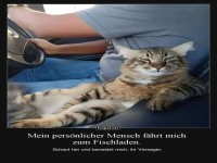 Katze im Auto unterwegs zum Fischladen