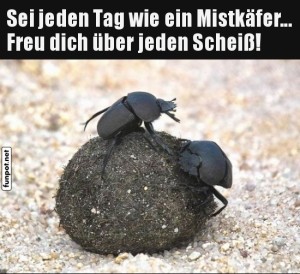 Inspiration-vom-Mistkäfer.jpg auf www.funpot.net