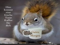 Eichhrnchen mit Kaffeetasse